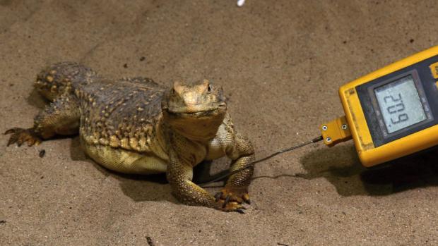 Trnorep mezopotámský se vyhřívá na teplotě 60,2 °C. Foto Petr Velenský, Zoo Praha