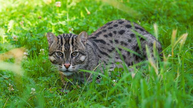 Kočka rybářská bude jedním ze zvířat, která vyzkouší nový enrichment v podobě ragbyových míčů. Foto: Petr Hamerník, Zoo Praha