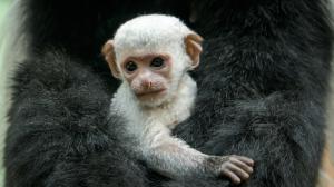 Pohled do tváře mláděte narozeného 20. září v Rezervaci Dja v Zoo Praha. Jako většina zástupců svého rodu mají i guerézy pláštíkové zakrnělý palec, což těmto stromovým primátům usnadňuje pohyb ve větvích. Foto Petr Hamerník, Zoo Praha