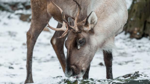 Foto: Petr Hamerník, Zoo Praha