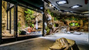 Павильон исполинских саламандр 