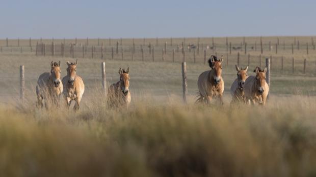 Koně Převalského se až včerejším dnem skutečně vrátili do Zlaté stepi ve středním Kazachstánu, když harém vedený hřebcem Zorrem opustil po roce aklimatizační ohrady. Zleva Sary, Wespe, Ypsilonka, hřebec Zorro, Umbra a úplně napravo klisna Tessa. Foto: Miroslav Bobek, Zoo Praha