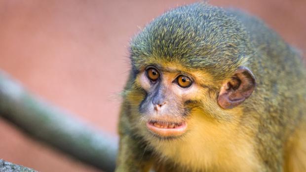 Samec talapoina severního Šklíba v novém pavilonu goril. Foto: Petr Hamerník, Zoo Praha