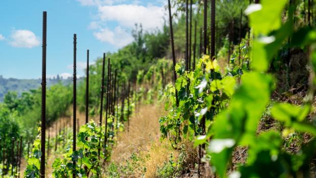 Vinice Zoo Praha nad Rákosovým pavilonem, foto: Oliver Le Que, Zoo Praha