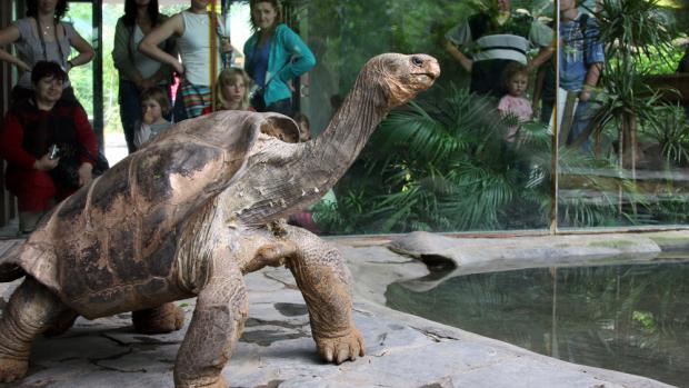 Želva sloní pinzónská byla před nedávnem na Červeném seznamu zařazena jako vyhynulá v přírodě. Podařilo se ji ale vrátit na ostrov Pinzón a nyní je v kategorii zranitelná (vulnerable). Foto: Tereza Mrhálková, Zoo Praha