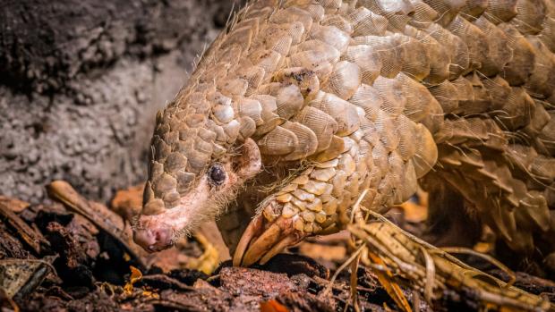 Run Hou Tang has gone down in the history of the Prague Zoo as an exceptional animal. Photo: Petr Hamerník, Prague Zoo