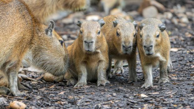 V latině je kapybara „vodním prasetem“. Foto Petr Hamerník, Zoo Praha