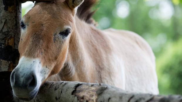 Kůň Převalského, foto (c) Tomáš Adamec, Zoo Praha