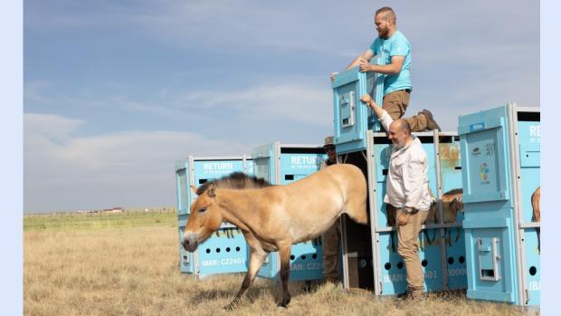 Vypouštění klisny Wespe z transportního boxu do aklimatizační ohrady. Foto Václav Šilha, Zoo Praha
