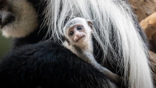Černobílé zbarvení získá mládě zhruba ve třech měsících věku, v jednom roce by pak již mělo mít plně vyvinutý plášť delších chlupů na plecích a hřbetu. Foto Oliver Le Que, Zoo Praha 