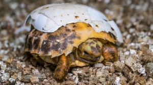 Želva Forstenova, foto: Petr Hamerník, Zoo Praha