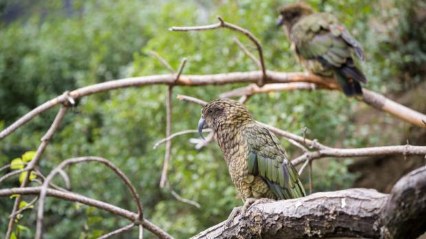 Foto: Petr Hamerník, Zoo Praha
