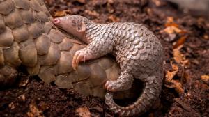 Šiška - malá samička luskouna krátkoocasého. Foto: Miroslav Bobek, Zoo Praha