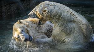 Photo: Petr Hamerník, Prague Zoo