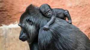 Foto: Petr Hamerník, Zoo Praha