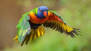 Lori horský, foto: Petr Hamerník, Zoo Praha