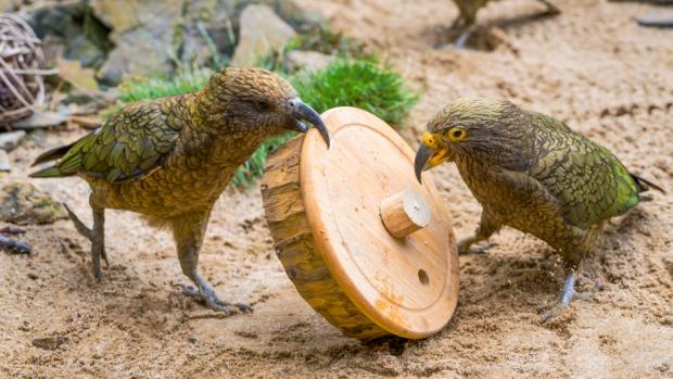 Foto: Petr Hamerník, Zoo Praha