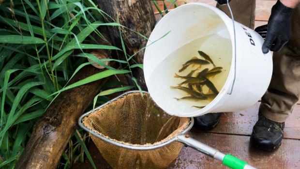 Odchyt mladých karasů obecných v rybníčku v Zoo Praha a jejich příprava na transport do pražské Michle. Foto: Petr Hamerník, Zoo Praha 