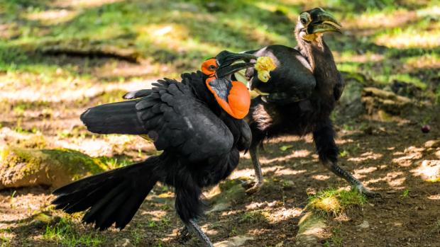 Zoborožec kaferský, foto: Petr Hamerník, Zoo Praha