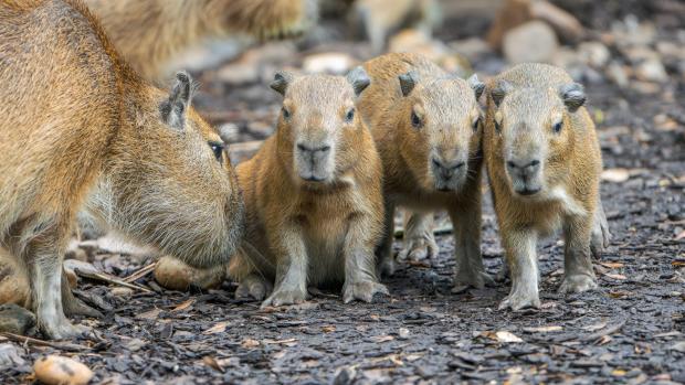 В переводе с латыни капибара означает «водяная свинья». Фото: Петр Гамерник, Пражский зоопарк