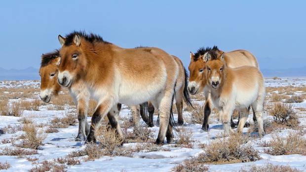 Klisny Anežka, Xara, Greta a Spela dovezené do Mongolska v roce 2012. Foto: Ganbaatar Oyunsaikhan