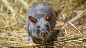 Krysy obrovské sdílejí společnou expozici s kaloni. Foto: Petr Hamerník, Zoo Praha