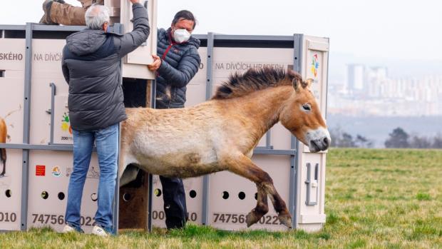 Foto: Miroslav Bobek, Zoo Praha