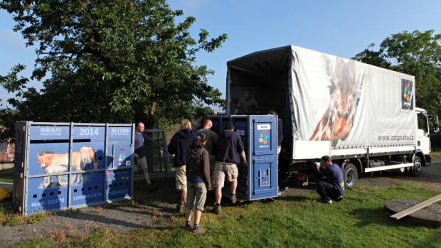V aklimatizační stanici v Dolním Dobřejově byli koně nakládáni od brzkých ranních hodin. Foto: Miroslav Bobek, Zoo Praha.