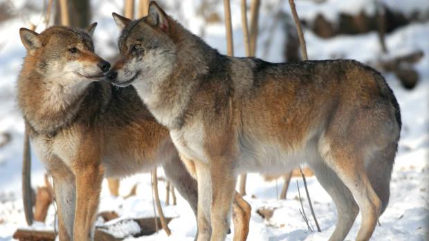 Do Prahy zamíří již tuto středu nové samice ze Zoo Plzeň, Jaroslav Vogeltanz, Zoo Plzeň