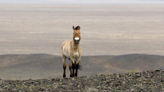 Photo: Miroslav Bobek, Prague Zoo
