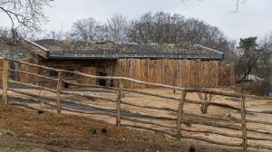 Rekonstrukce ubikace a výběhů koní Převalského, realizace zelené střechy. Foto: Tereza Mrhálková, Zoo Praha