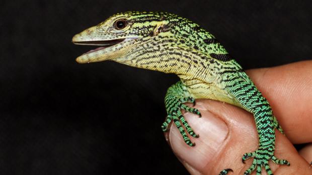 Varan smaragdový, foto: Petr Velenský, Zoo Praha