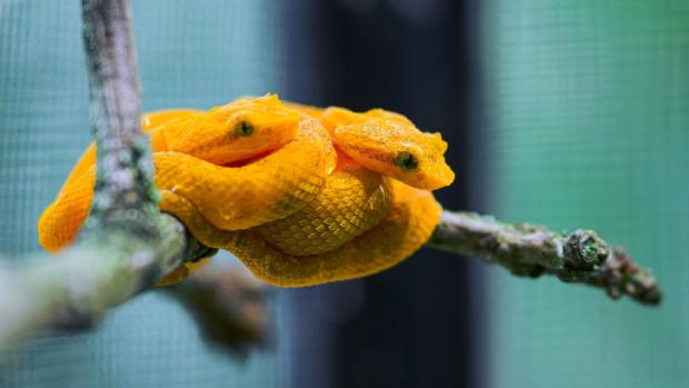 Mláďata křovinářů ostnitých ve žluté formě jsou ve své expozici snadno k nalezení. Foto Petr Hamerník, Zoo Praha