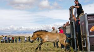 Historický okamžik a završení náročného, bezprecedentního projektu pražské zoologické zahrady: 16. června 2011 vybíhá jeden ze čtyř koní Převalského z přepravní bedny do aklimatizační ohrady v oblasti Chomyn tal poblíž národního parku Char Us núr v západním Mongolsku. Foto: Jana Ptačinská Jirátová, Zoo Praha