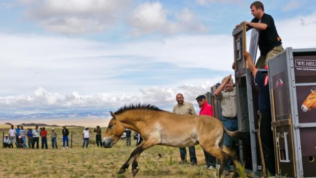 Vypuštění v Khomiin Talu, foto (c) Jana Ptačinská Jirátová