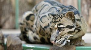 Павильон хищников и пресмыкающихся