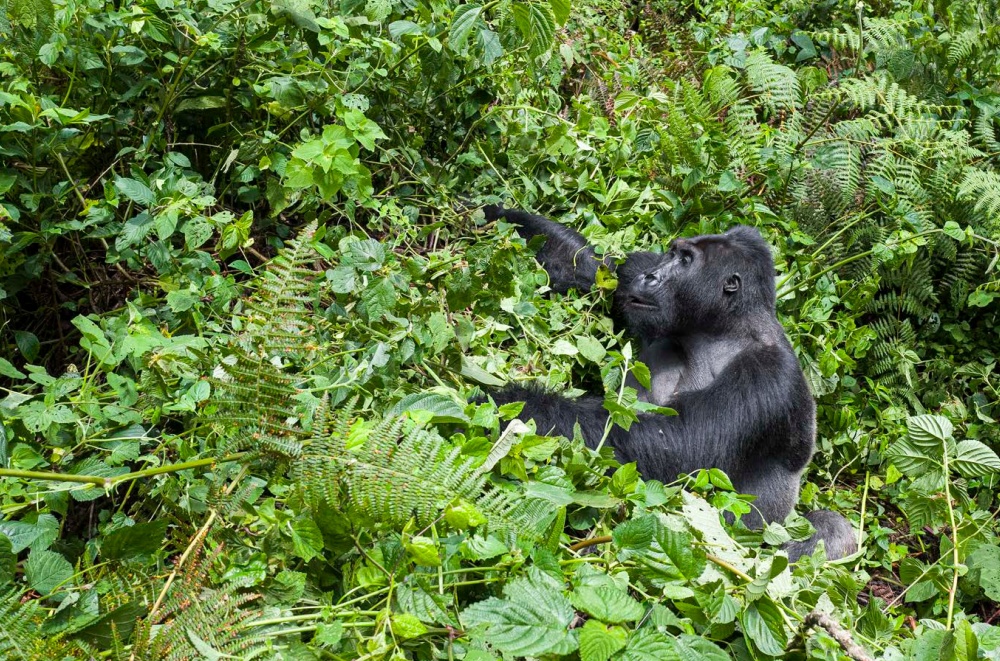 Photo: Miroslav Bobek