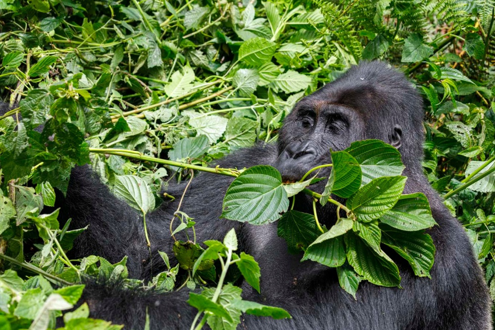 Photo: Miroslav Bobek