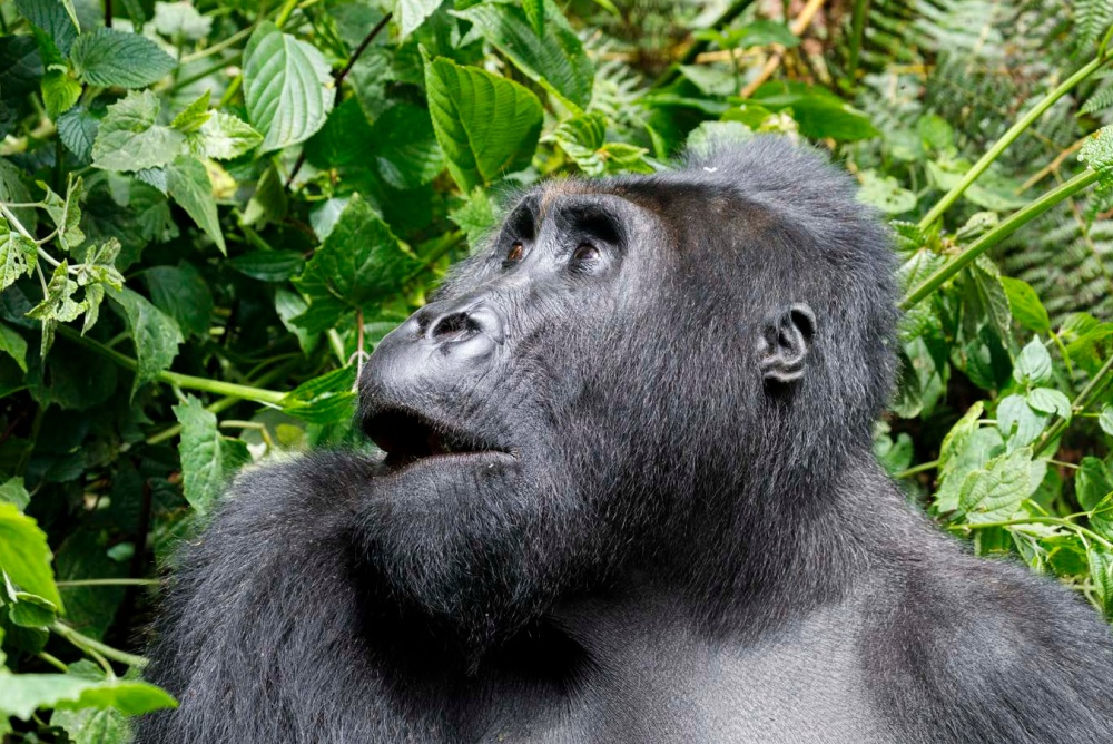 Photo: Miroslav Bobek