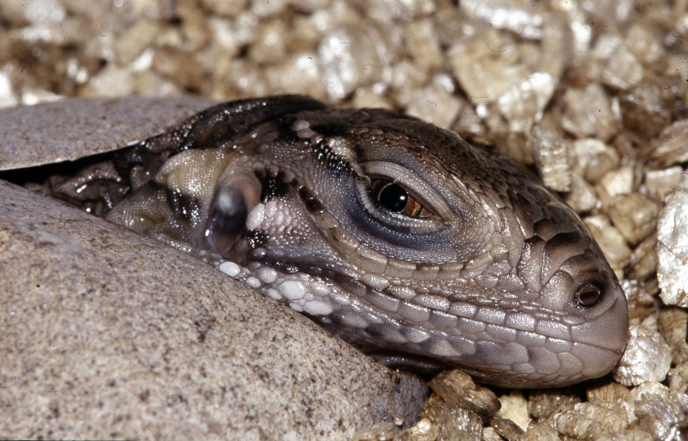 Foto: Petr Velenský, Zoo Praha
