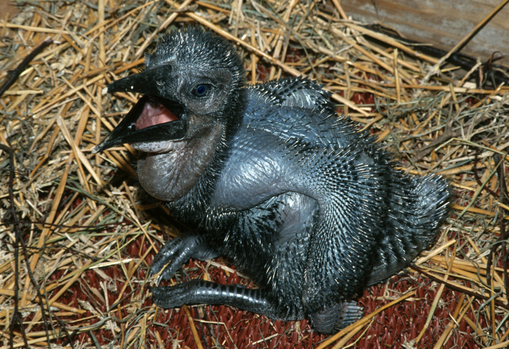 Foto: Vladimír Motyčka, Zoo Praha Foto: Vladimír Motyčka, Zoo Praha