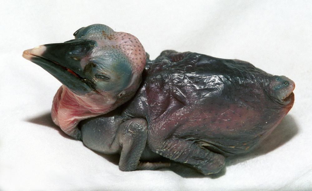 Foto: Vladimír Motyčka, Zoo Praha Foto: Vladimír Motyčka, Zoo Praha