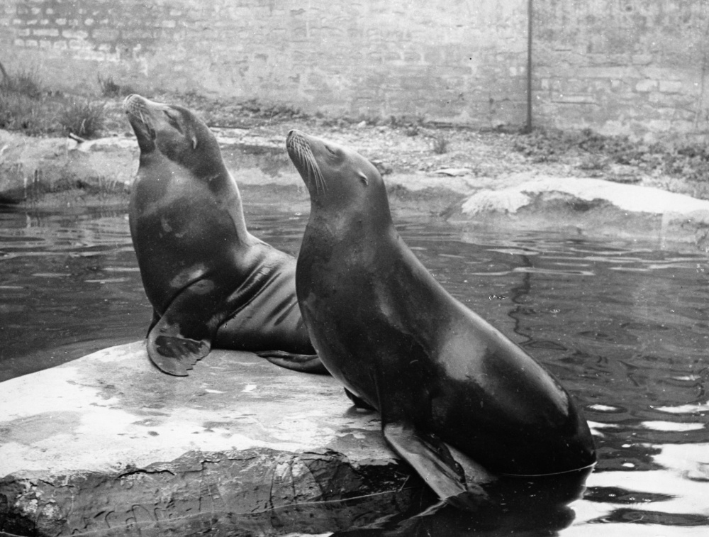 Hýta a Batul na archivní fotografii. Foto archiv Richarda Pavlovice