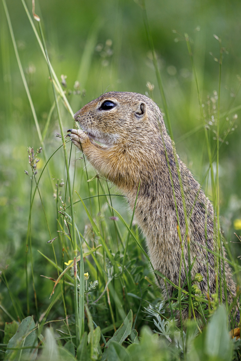 K úbytku sysla obecného (Spermophilus citellus) vedly změny zemědělského hospodaření i jeho přímé pronásledování. Do programu na jeho záchranu se zapojila i Zoo Praha – ve voliéře pod Sklenářkou umožnila vznik stabilní syslí kolonie, která se dále šíří do okolí. Foto: Miroslav Bobek