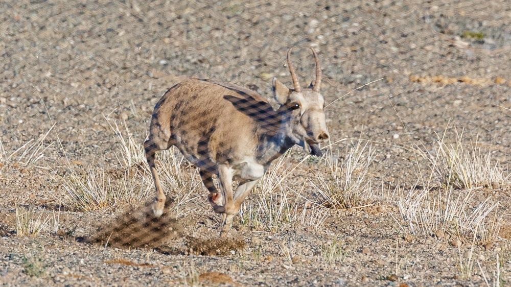 Samec sajgy mongolské vbíhá do sítě. Odchyceným zvířatům byly nasazeny telemetrické obojky pro sledování jejich pohybu. Výzkum by měl přispět k zefektivnění ochrany těchto kriticky ohrožených sudokopytníků. Foto: Miroslav Bobek, Zoo Praha