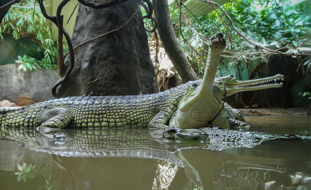 Novou situací bylo rozhodování týkající se Čambalu – pavilonu gaviálů. Protože gaviáli jsou v přírodě zvyklí na záplavy a chladnou vodu a protože jejich odchyt by byl riskantní, zůstali „doma“. Díky bariéře z pytlů s pískem, které vodu filtrovaly a bránily proudění, přečkali gaviáli celou událost zcela v pořádku, i když voda v jejich bazénu vystoupala 2,2 m nad obvyklou úroveň. Photo: archiv Zoo Praha