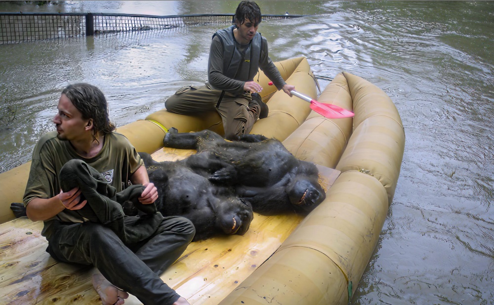 Rychle stoupající Vltava donutila pracovníky zoo, aby evakuovali gorily, protože bylo zřejmé, že voda zaplaví i takzvanou protipovodňovou věž. Čtyři zvířata se podařilo uspat a přepravit „na volno“ na raftech do bezpečí, nejmladší sameček Pong však v pavilonu utonul. Photo: Jaroslava Hájková