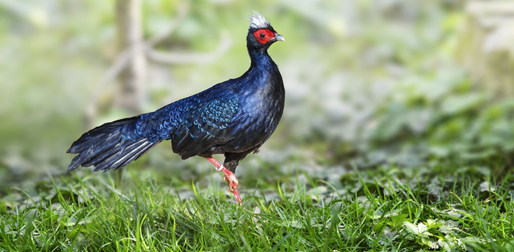 Pražská zoo se rozhodla podílet na výstavbě centra na záchranu bažanta Edwardsova (Lophura edwardsi) ve Vietnamu a přispět tak k návratu tohoto nejohroženějšího bažanta na světě do tamní divočiny. Foto: Václav Šilha
