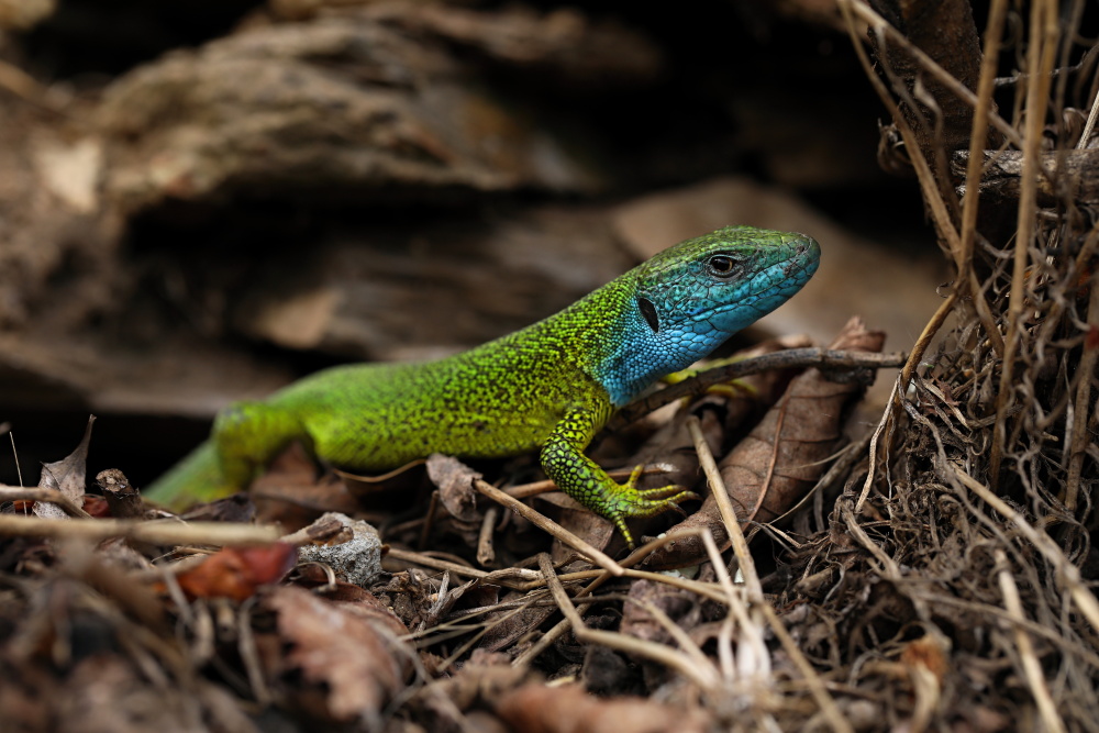Ještěrka zelená (Lacerta viridis) je v ČR kriticky ohroženým druhem. Její rozšíření je v Čechách omezeno na malé izolované lokální populace. V areálu Zoo Praha prosperuje díky revitalizaci zdejšího skalního masivu. Foto: Vojtěch Víta