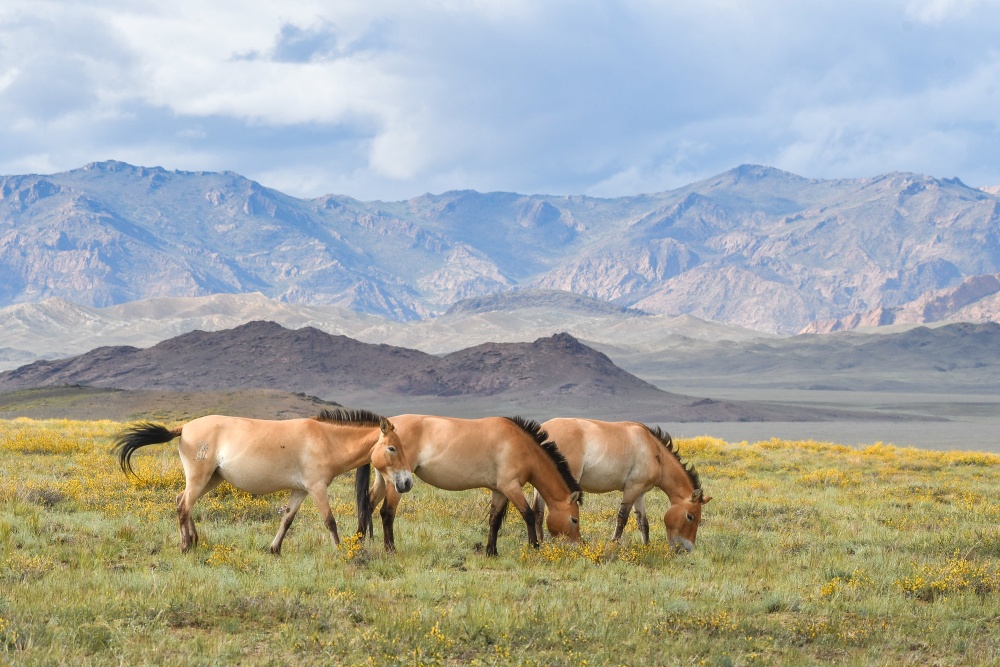 In situ projekty jsou klíčovým posláním moderní zoologické zahrady. Úspěšná reintrodukce koní Převalského je důkazem jejich smyslu. Na snímku klisny Spes, Yanja a Helmi (zleva), které byly v roce 2018 přepraveny do západního Mongolska. Foto: Jaroslav Šimek 